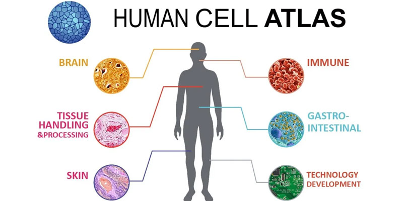 how-does-a-body-cell-know-its-function-how-do-cells-differentiate