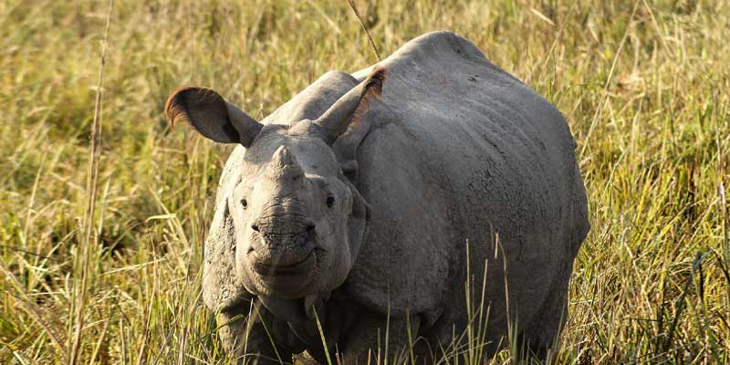 Guwahati Wildlife