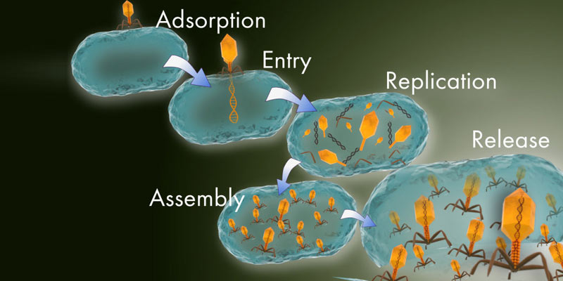 How Virus Works