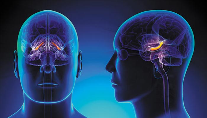 Nerve Connections in the Brain