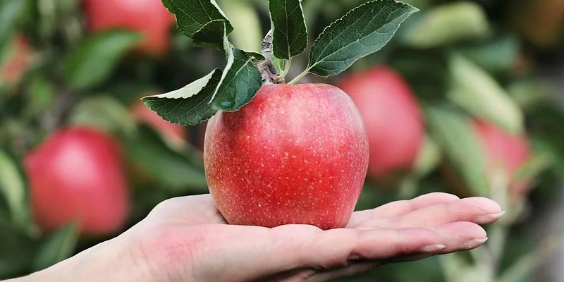 Red Apples Are Healthier
