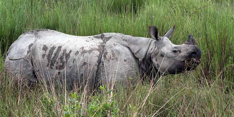 Rhinoceros Kaziranga National Park