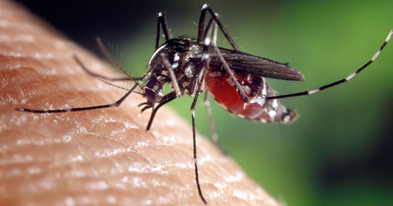 Why do mosquitoes bite certain people more often