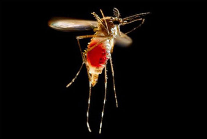Why mosquitoes make buzz sound