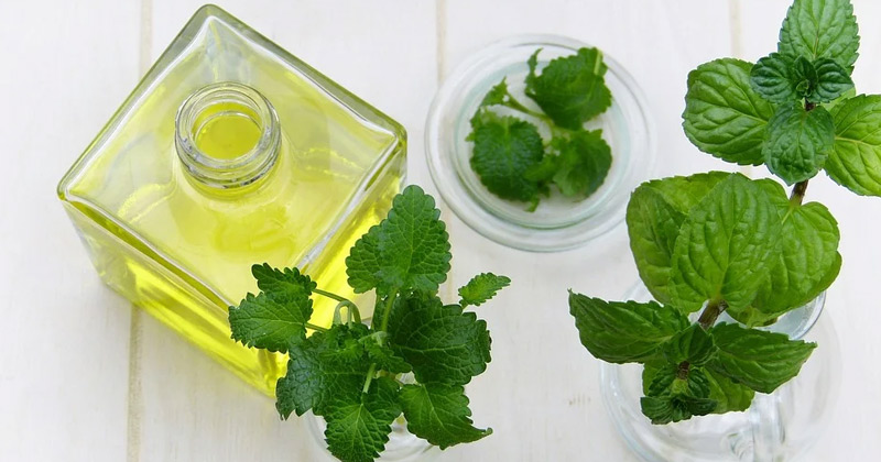 benefits of mint leaves