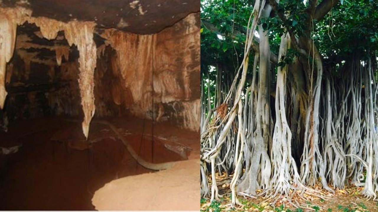 How Deep are Fig Tree Roots? 