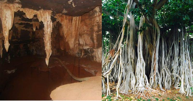 Deepest root of tree - fig tree