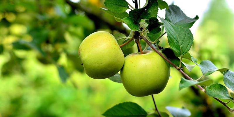 Health Benefits of Green Apple