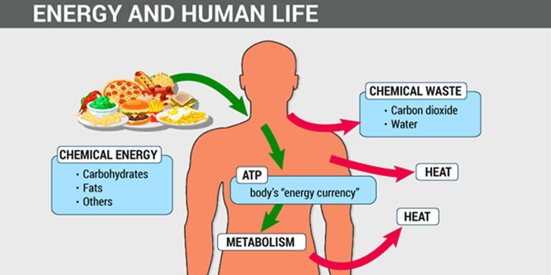 How Metabolism Works