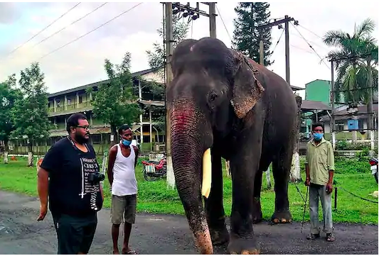 world's oldest living tusker