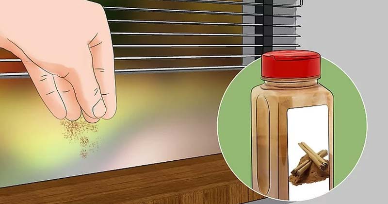 How to Get Rid of Ants | Home Remedies to Get Rid of Ants Naturally