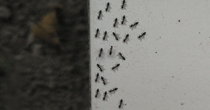 Ants on Wall | How to get rid of ants