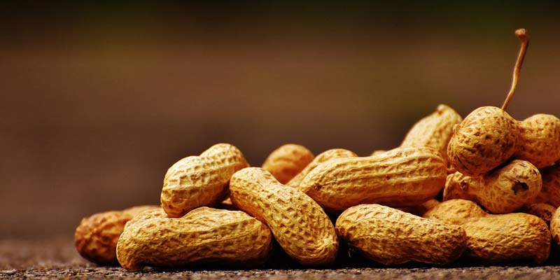 Peanut Kernels | 10 Health Benefits Of Peanuts
