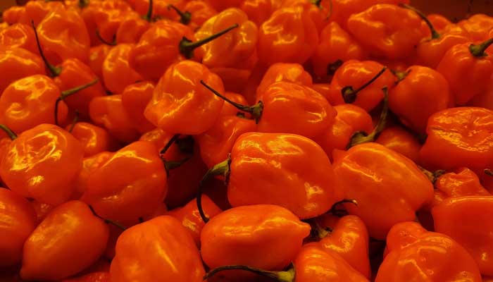 Habanero | Spiciest Chilli in the World | How do you measure sharpness 