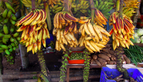 Changalikodan Banana | Kerala's export to Europe