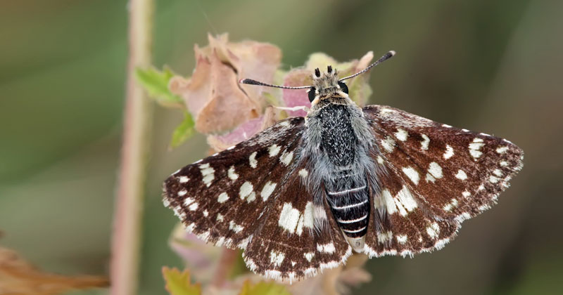 Spialia Zebra | 1328th Butterfly Species Discovered In India