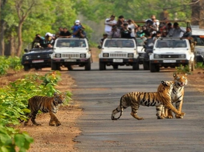 Rajaji Tiger Reserve | financial probe Rajaji Tiger Reserve
