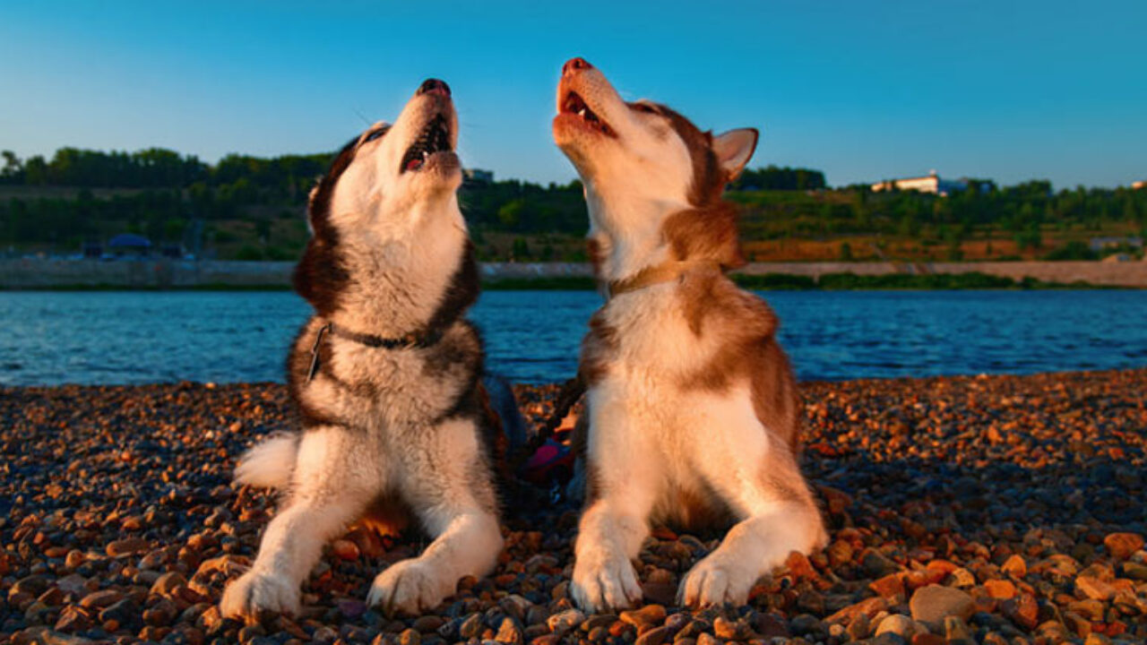 What do dogs howl at sirens