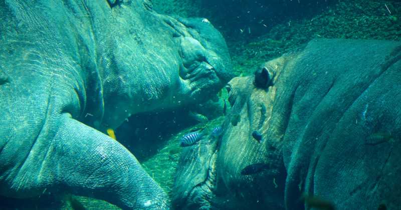 Hippos Can Live Long In Water | can hippos drown