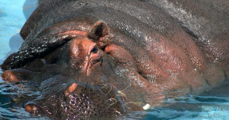 Hippos Half The Brain Is Awake