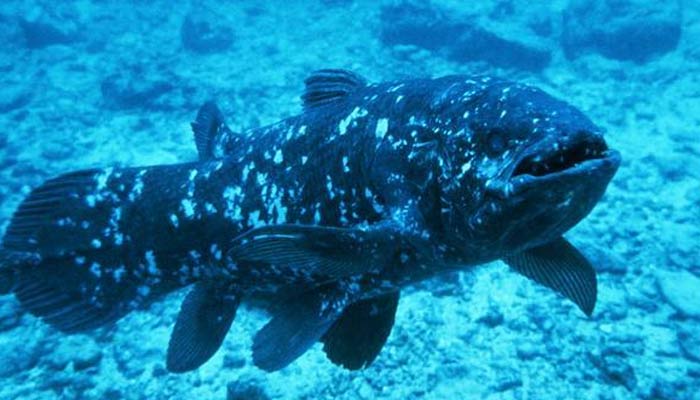 Coelacanth | Oldest Animal Species on Earth