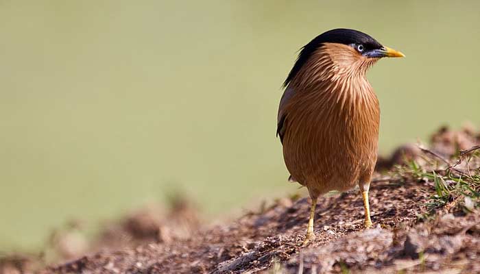 Brahminy starling bird at Keoladeo National Park