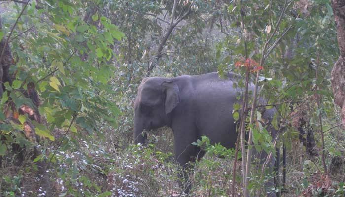 Elephant at Manas Wildlife Sanctuary