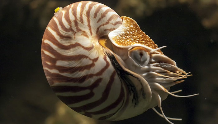 Nautilus | Oldest Animals on Earth