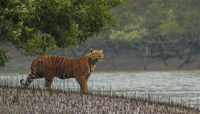 Sundarbans National Park