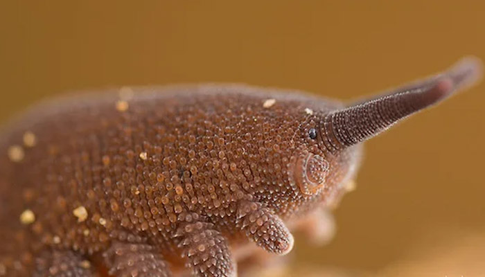 Velvet worm | Oldest Animal Species in the world