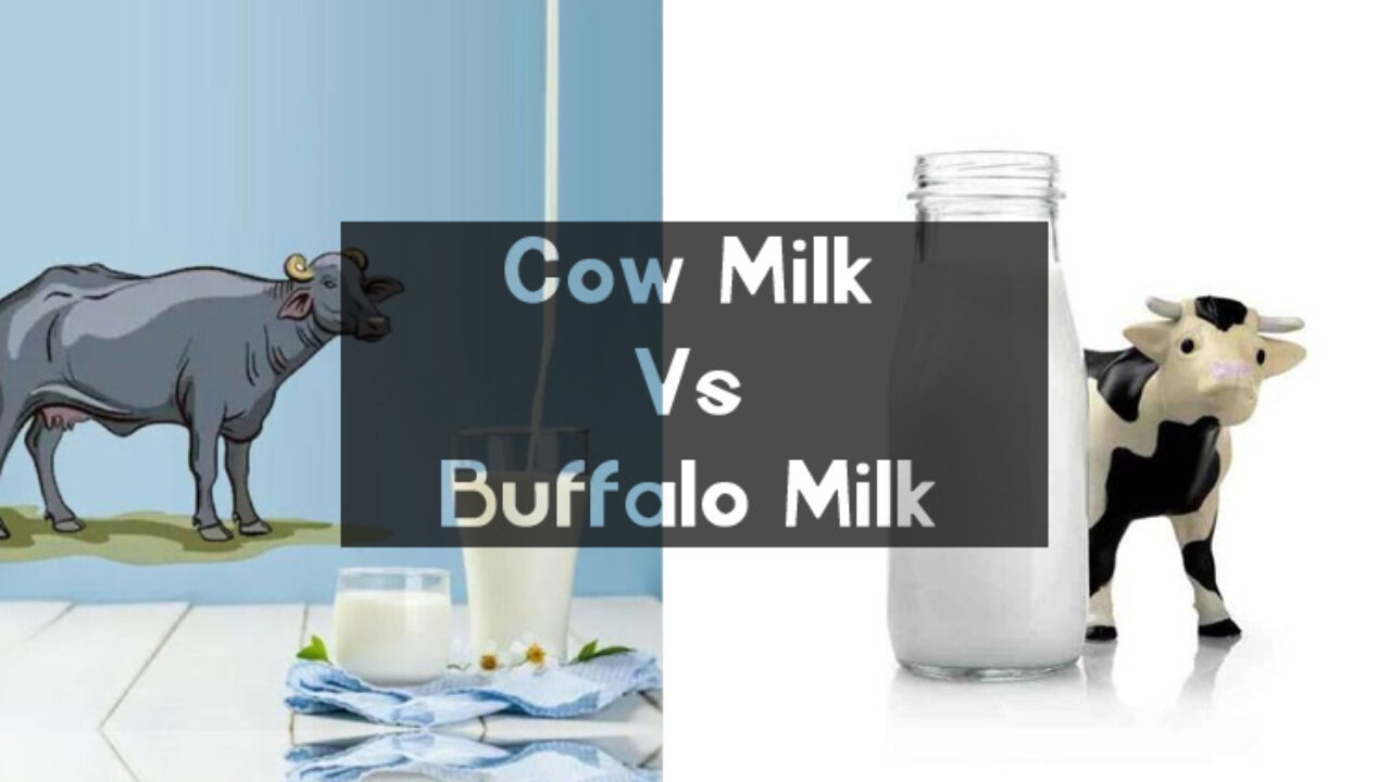 atom erindringsmønter frihed Cow Milk vs Buffalo Milk: Which one to choose and why?