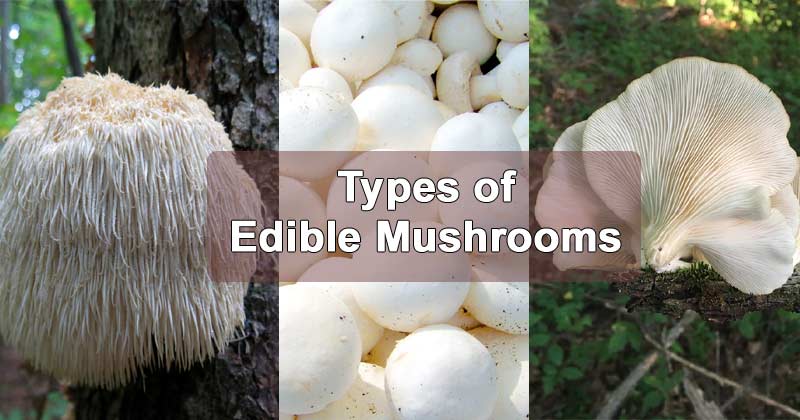 Types of Edible Mushrooms