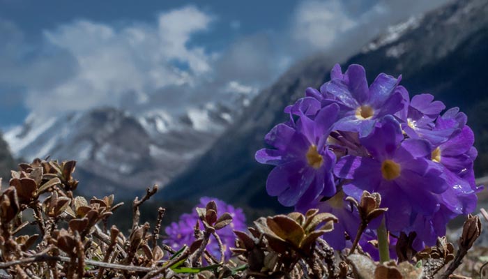 Yumthang Valley of Flowers | best time to visit sikkim
