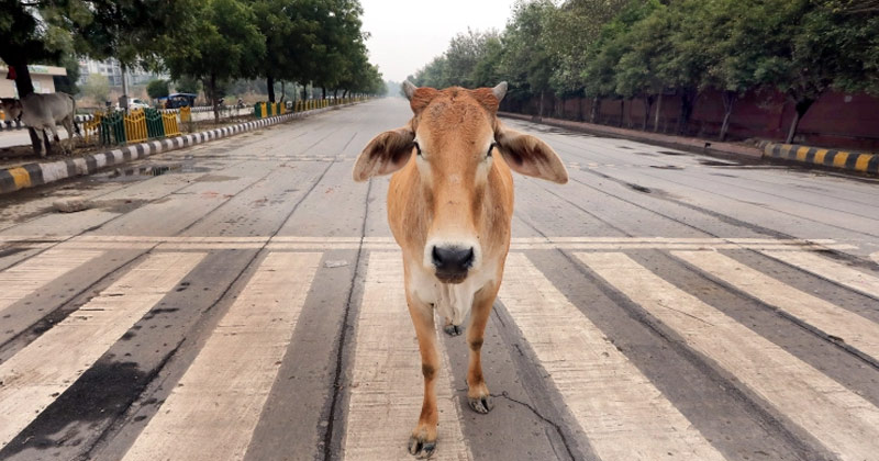 3 Individuals Nabbed In Delhi For Slaughtering Cows