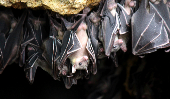 bats in Swtizerland