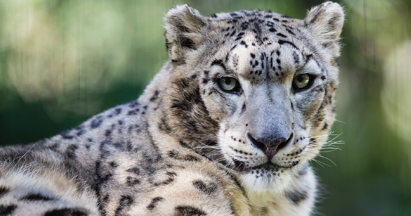 Nebraska Zoo leopards dead due to COVID 19