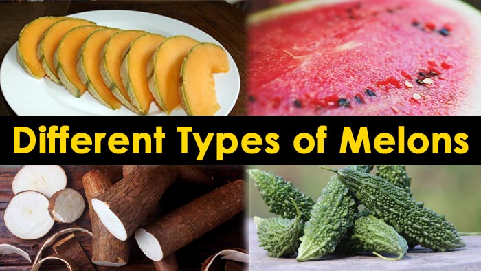 types of melon differnet types of melon, melon nutrition facts, varieties of melon, types of melon fruit