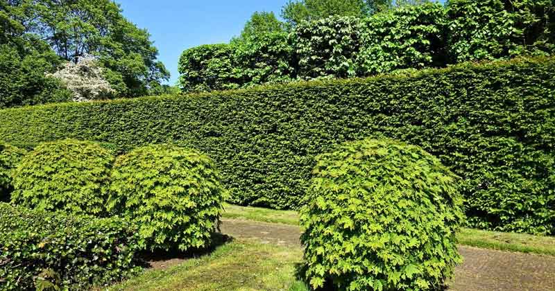 privacy trees for backyard backyard trees for privacy, trees for backyard privacy, privacy plants for backyard, small trees for backyard privacy