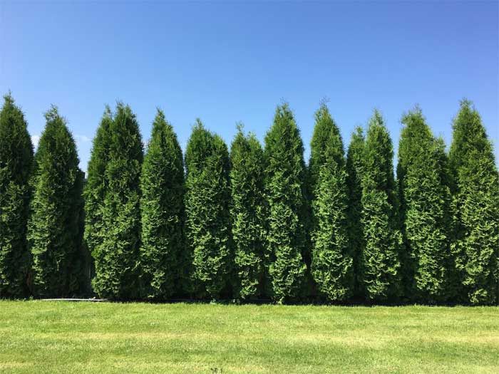 privacy trees for backyard	backyard trees for privacy, trees for backyard privacy, privacy plants for backyard, small trees for backyard privacy