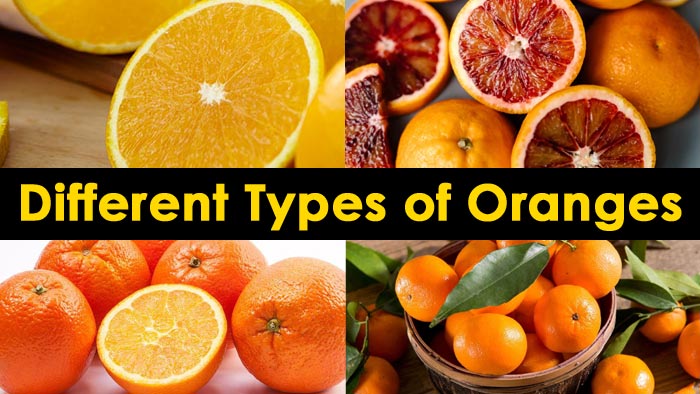 types of oranges - types of oranges different types of oranges, types of oranges fruit, types of oranges color