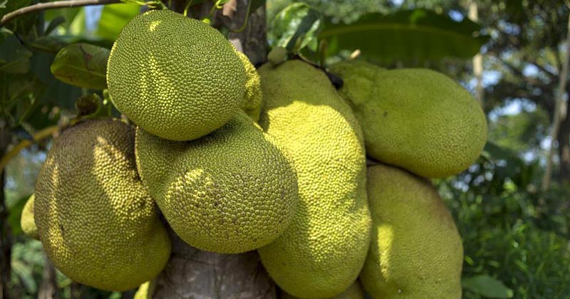 benefits of jackfruit | Health Benefits of Jackfruit, | nutritional benefits of jackfruit