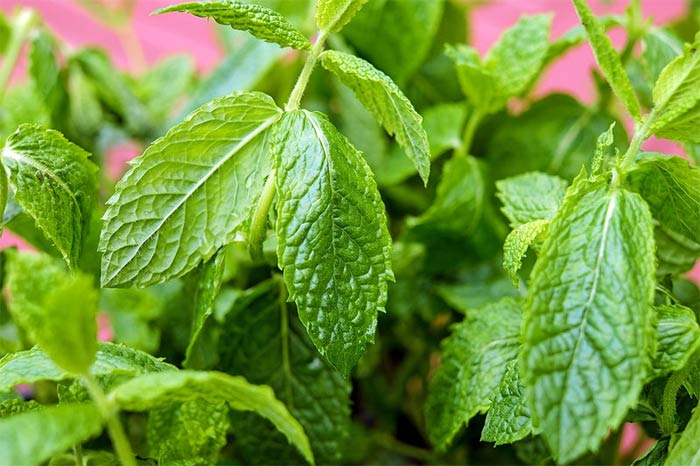 benefits of peppermint oil