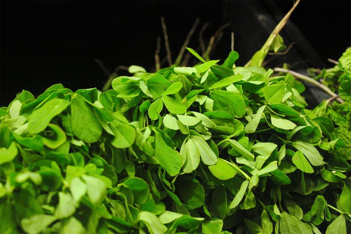 Benefits of Fenugreek