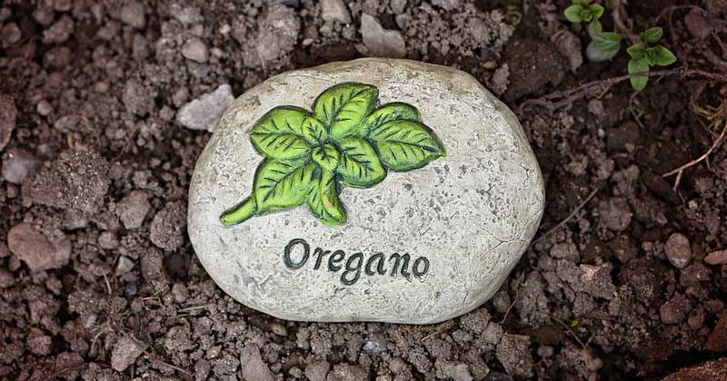 health benefits of the Oregano