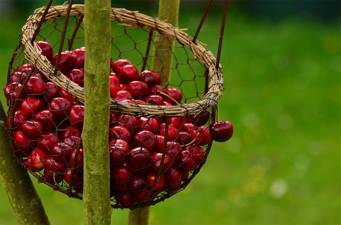 benefits of eating cherries