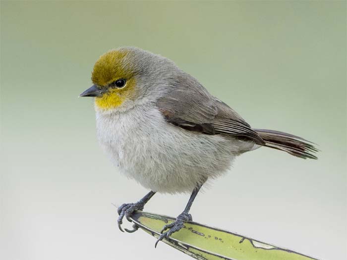 world's smallest bird