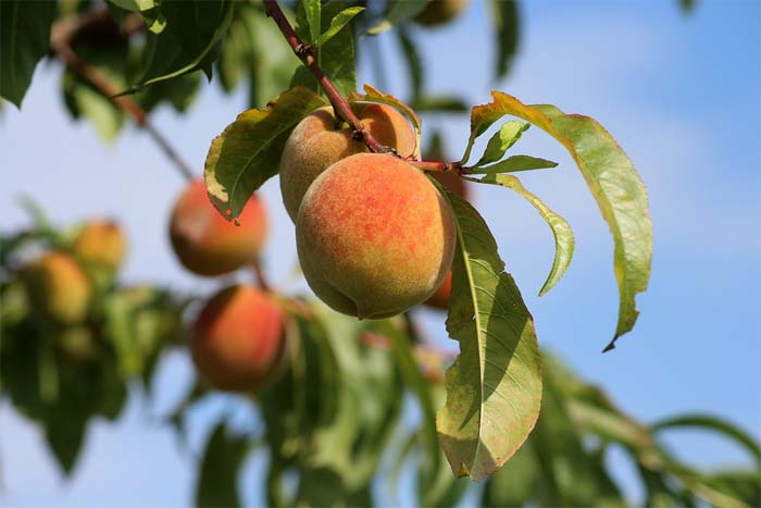 Health Benefits Of Peaches