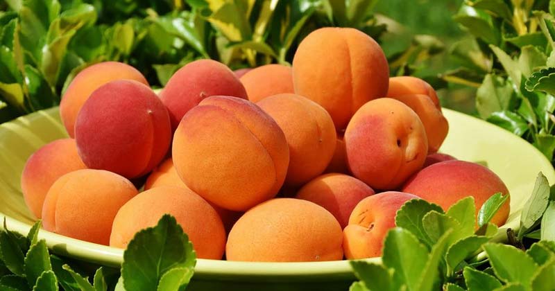 Health Benefits Of Peaches