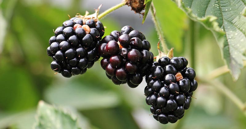 health benefits of blackberry