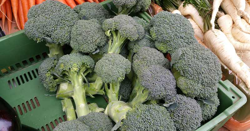 dry broccoli health benefits